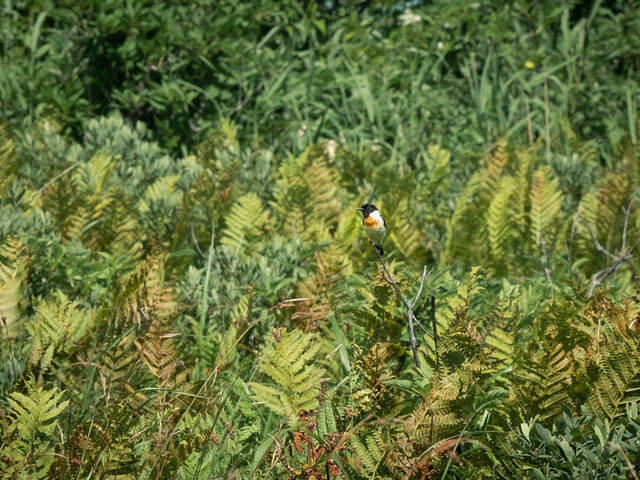 �m�r�^�L(2018.7)_�T���x�c����