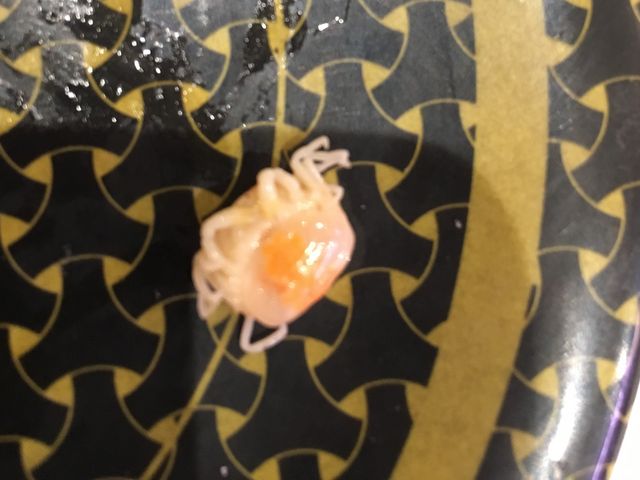 AT̂X`ɏȃJj񂪁B_͂܎i clX