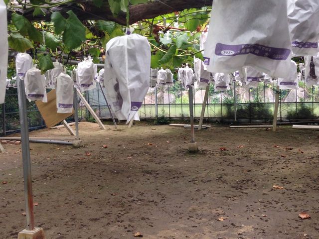 ���������Ԃǂ�����R_�K�ʉ�