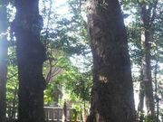 Ƃ񂳂̎R_Ђ̃N̖؂̓eʐ^4