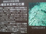 Ƃ񂳂̗{_Ђ̎Бp̓eʐ^1