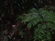 Ƃ񂳂̗{_Ђ̎Бp̓eʐ^3