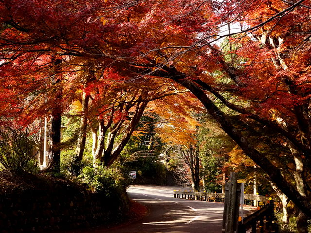 吉野神宮前の道路です。
紅葉がとても美しかったです。_吉野山