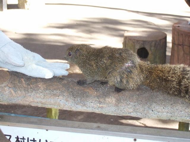 �������X�ɉa�����܂��B_���؎R���X��