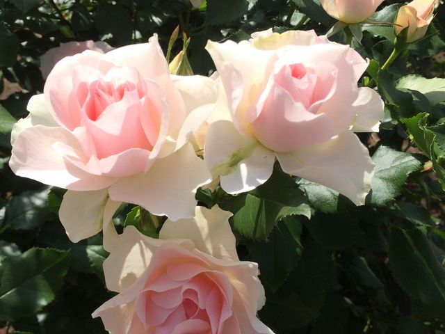 ���C�ɓ���̃o�������܂����I_�s���_��A������