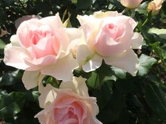 都立神代植物公園の写真一覧 じゃらんnet
