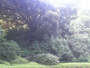 Ƃ񂳂̏򌩎̎т̓eʐ^1