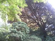 Ƃ񂳂̏򌩎̎т̓eʐ^2