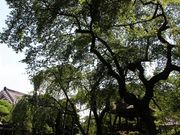 YanwenlǐێR@֎̓eʐ^7