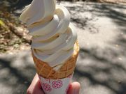 䂤̃JtFeAEgATN̓eʐ^2