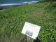 すずめめだかさんの夏井ヶ浜のハマユウ自生地の投稿写真1