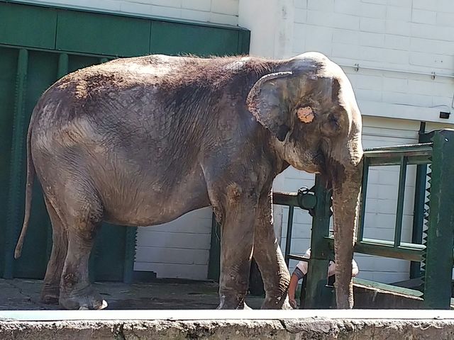 �C�����ǂ������B_���тЂ듮����