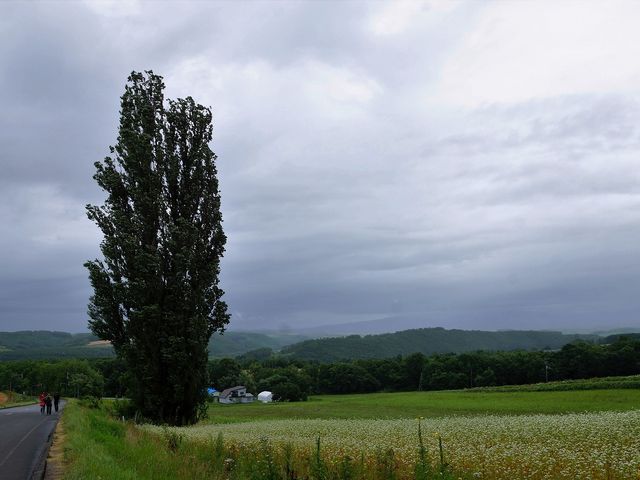 ���Y�X�J�C���C����CM�u�P���ƃ����[�v�|�v���̖�(���l)_�l�G�ʂ̋u