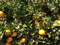 q̍ʂ̎Rǰ@ZXEIuE_[ʂւ̓eʐ^1