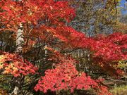 �C���_�C����̓V�r�̓��e�ʐ^3