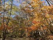 �C���_�C����̓V�r�̓��e�ʐ^4