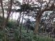 こぼらさんのヤブニッケイの原生林の投稿写真1