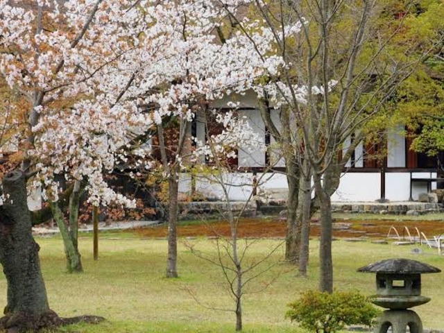 �f�G�Ȓ뉀�ł��傤�H_�j���{