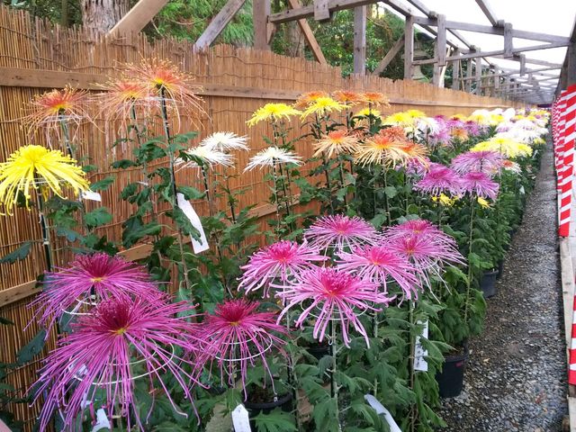 �e�Ղ�́A�ƂĂ��f�G�ł��B_�\�F�_��