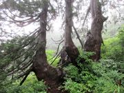 񂳂̑卲nΖVR̓eʐ^7