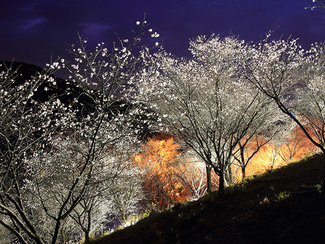 桜山公園の冬桜 アクセス 営業時間 料金情報 じゃらんnet