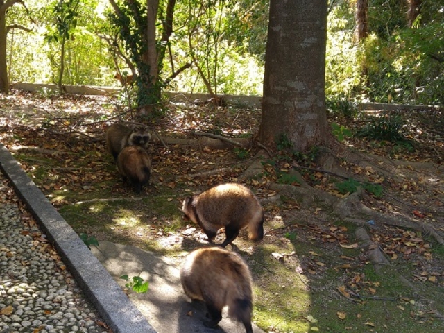 �����ɂ͑����̒K���������Ă���_������