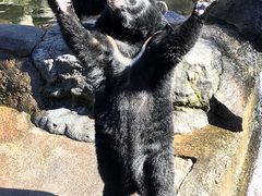 おもしろいです 奥飛騨クマ牧場の口コミ じゃらんnet