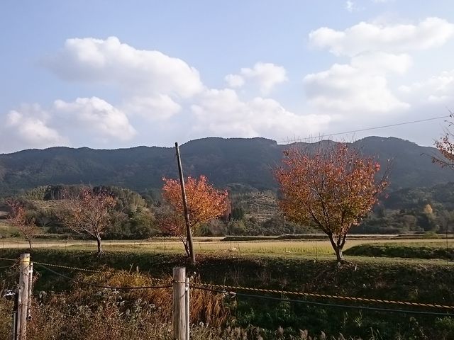 �i�F���L���C�ł�_�e�c�������