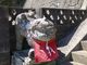 Yanwenliさんの三島神社のコマ犬の投稿写真4