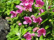 C[XgEbh̃G]ccWiHcPxj̓eʐ^1