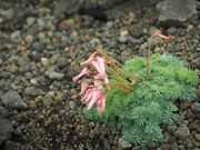 C[XgEbh̃R}NTiHcxj̓eʐ^1