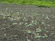 C[XgEbh̃R}NTiHcxj̓eʐ^2