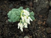 C[XgEbh̃R}NTiHcxj̓eʐ^3