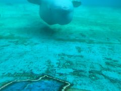 �Ђ�s��������̉��l�E���i���V�[�p���_�C�X�@�A�N�A���]�[�c�ւ̓��e�ʐ^1