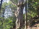 どらえもんさんの玉置山巨杉群の投稿写真1