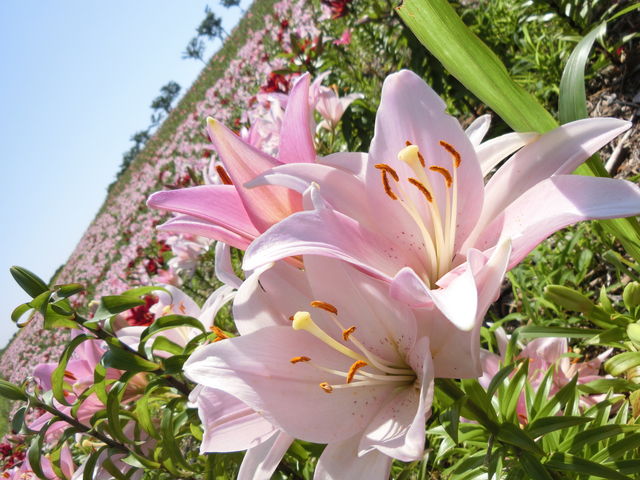 㕑F艀_܂܃V[TChp[N