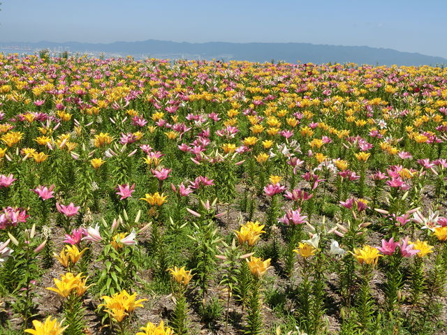 㕑F艀_܂܃V[TChp[N