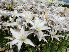 ڂ񂳂̑܂܃V[TChp[Nւ̓eʐ^1