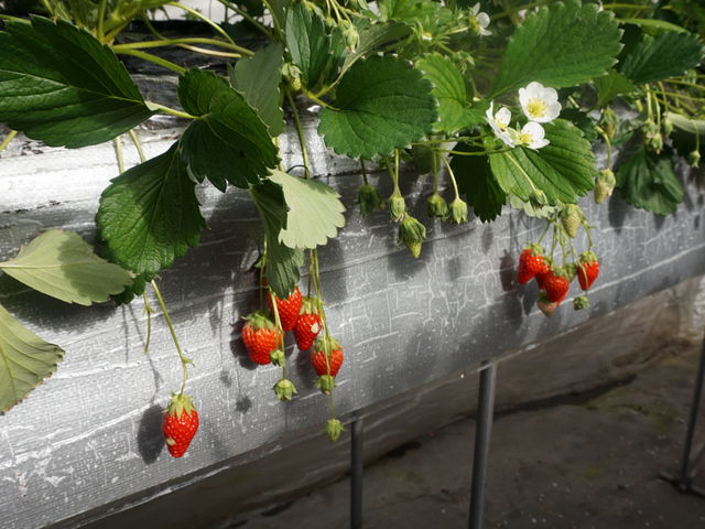 ���߂Ă̂��������I_��{��������