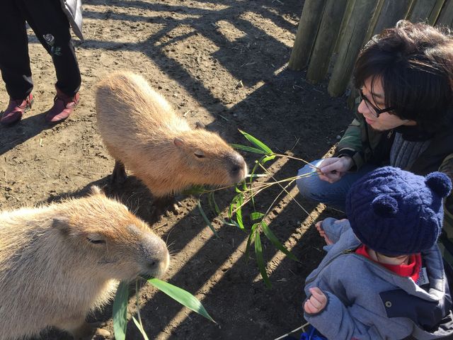 カピバラのエサは、100円で購入出来ました!_アロハガーデンたてやま