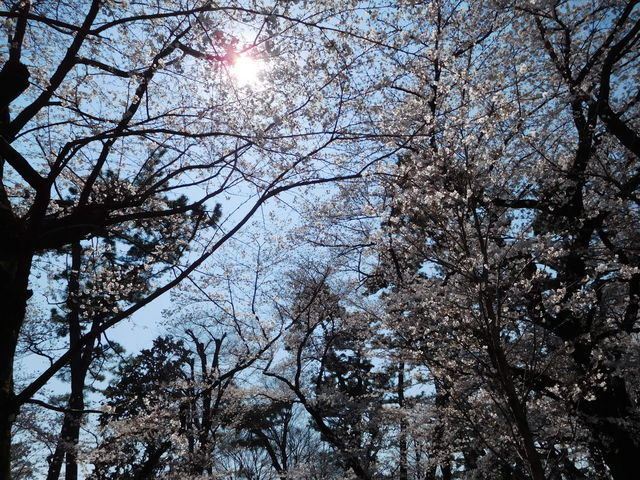 ���R�̍�_�����r�����̍�