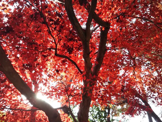 �g�t_�O�g�T�R���