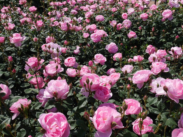 ���[�Y�t�F�A�Q�O�P�W_����_�ƌ����x���t�@�[��