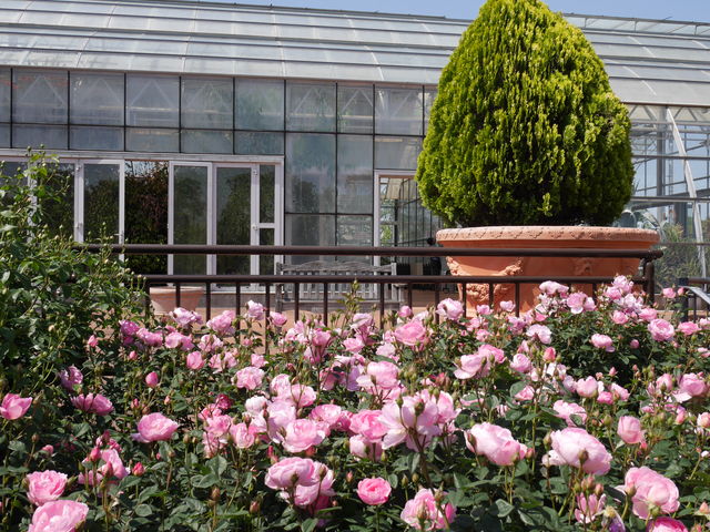 ���[�Y�t�F�A�Q�O�P�W_����_�ƌ����x���t�@�[��