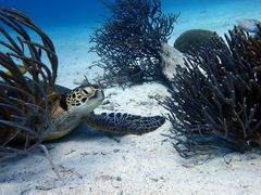 oriẽ}Nu Gigiւ̓eʐ^1