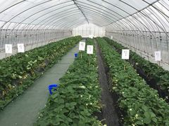 �ށ[�݂񂮂���̋g���_���ւ̓��e�ʐ^1