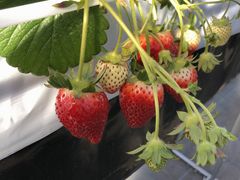 MIGAKI FARM(ICHIGO WORLD)̎ʐ^1