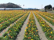 ݂񂳂َ̊Rt@~[p[Ñ|s[̓eʐ^1