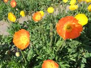 ݂񂳂َ̊Rt@~[p[Ñ|s[̓eʐ^2