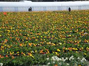 ݂񂳂َ̊Rt@~[p[Ñ|s[̓eʐ^3